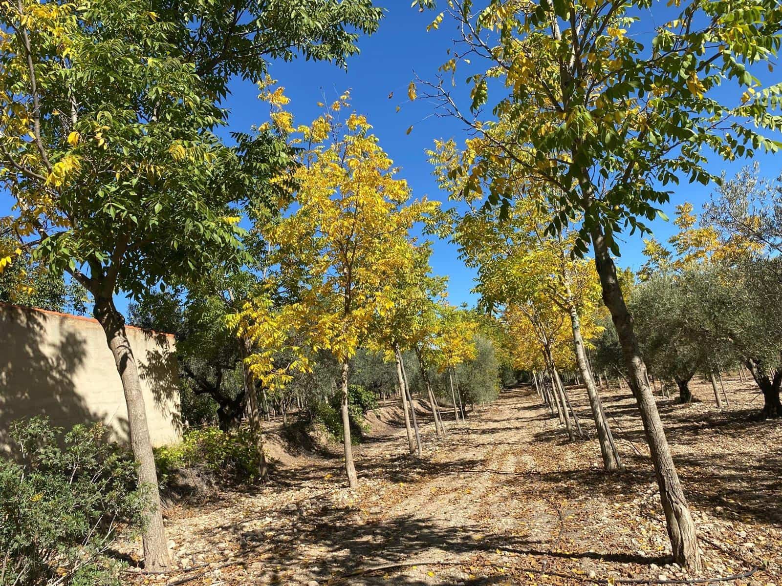 3 bedroom Finca/Country House for sale in Bullas with garage - € 270,000 (Ref: 9437905)