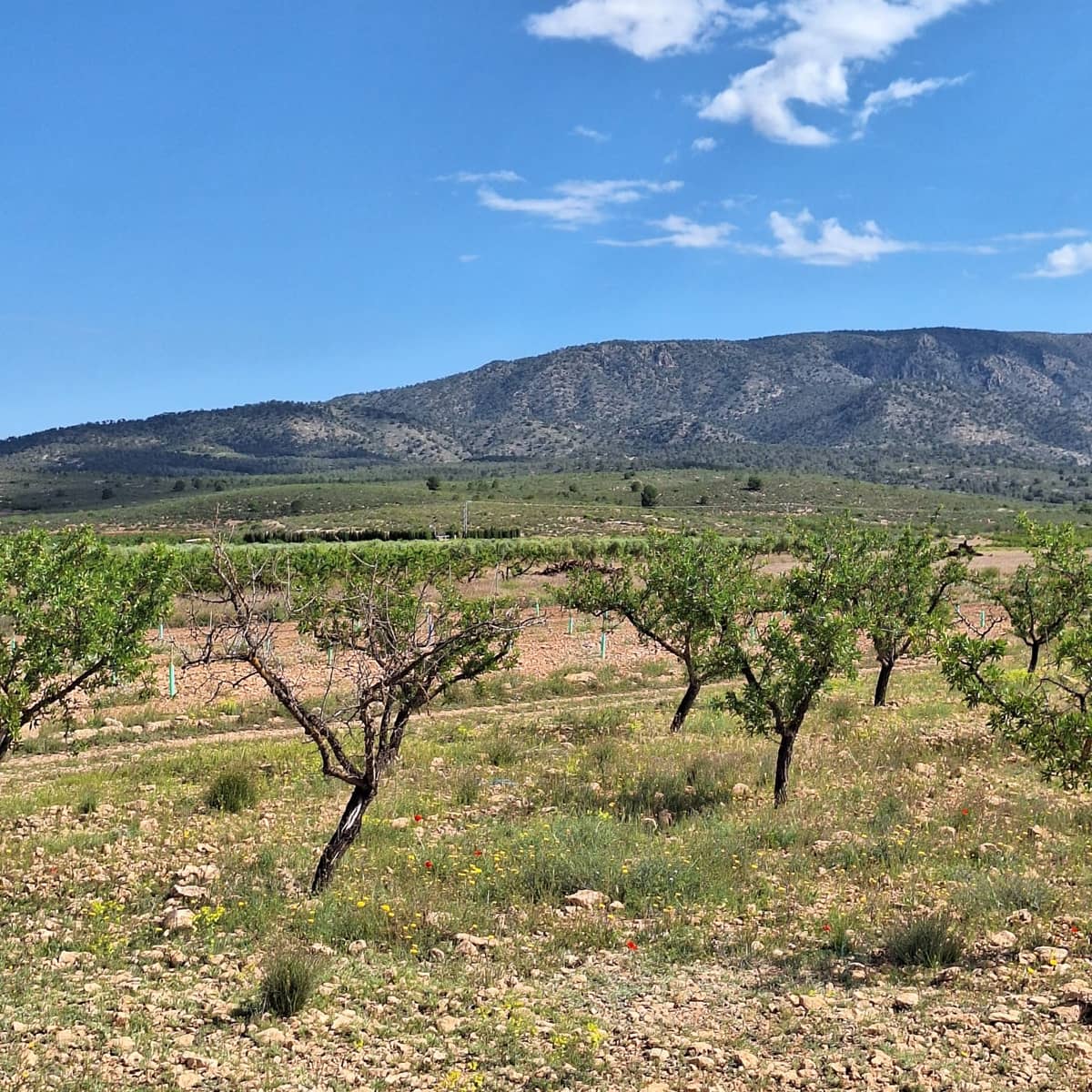 Undeveloped Land for sale in Pinoso - € 47,500 (Ref: 10012423)