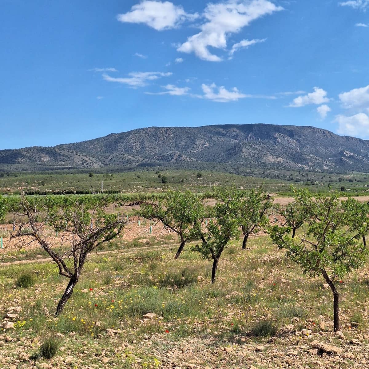 Undeveloped Land for sale in Pinoso - € 47,500 (Ref: 10012423)