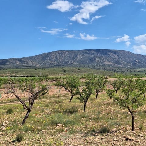 Undeveloped Land for sale in Pinoso - € 47,500 (Ref: 10012423)