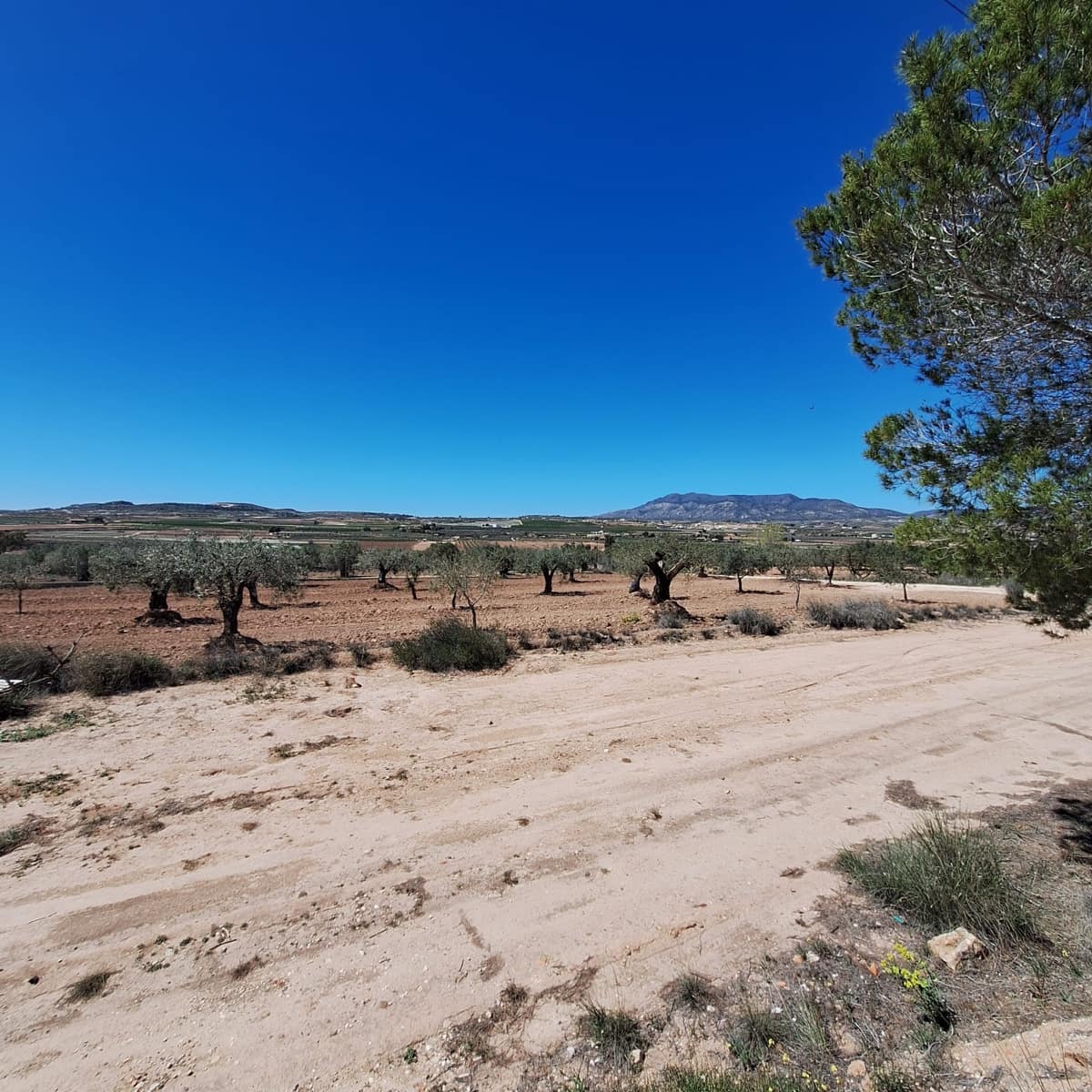 Solar/Parcela en Pinoso en venta - 45.000 € (Ref: 10012454)
