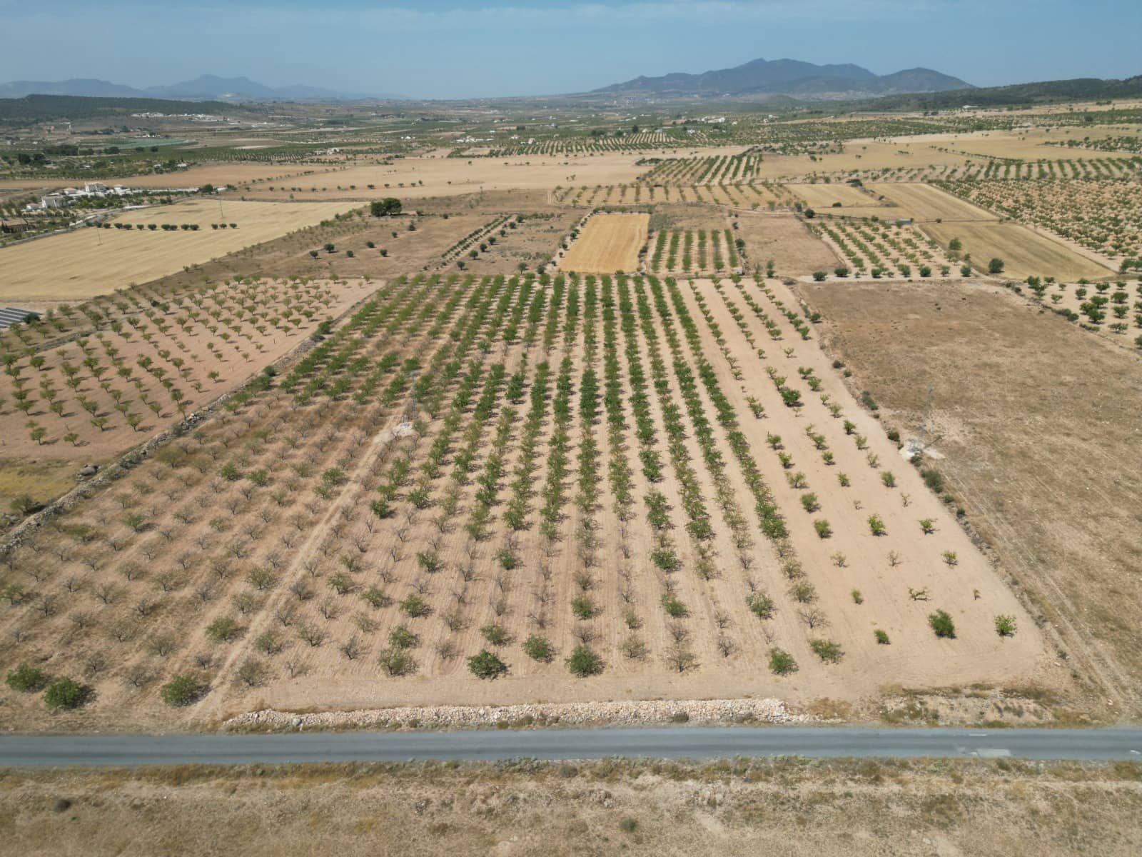 Solar/Parcela en Pinoso en venta - 37.000 € (Ref: 10025903)