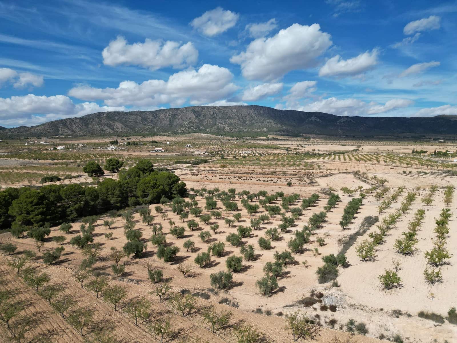 Bouwgrond te koop in Pinoso - € 49.500 (Ref: 9362968)