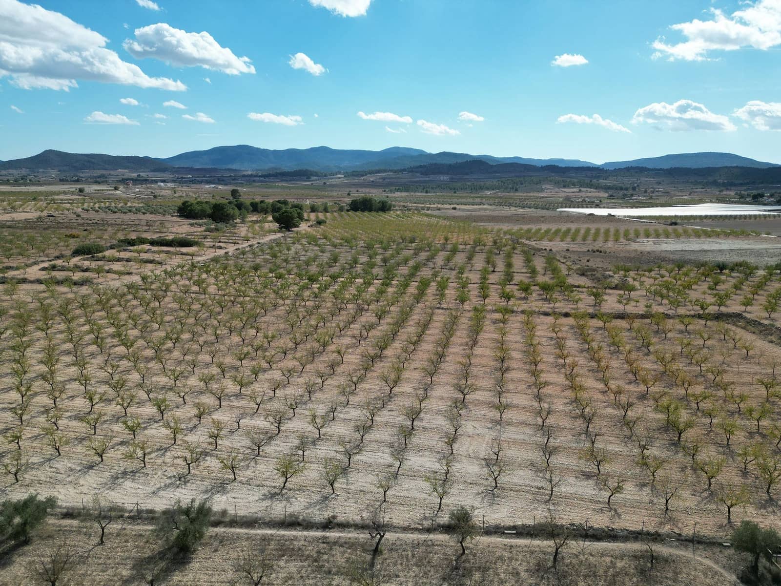 Byggegrund til salg i Pinoso - € 49.500 (Ref: 9362969)