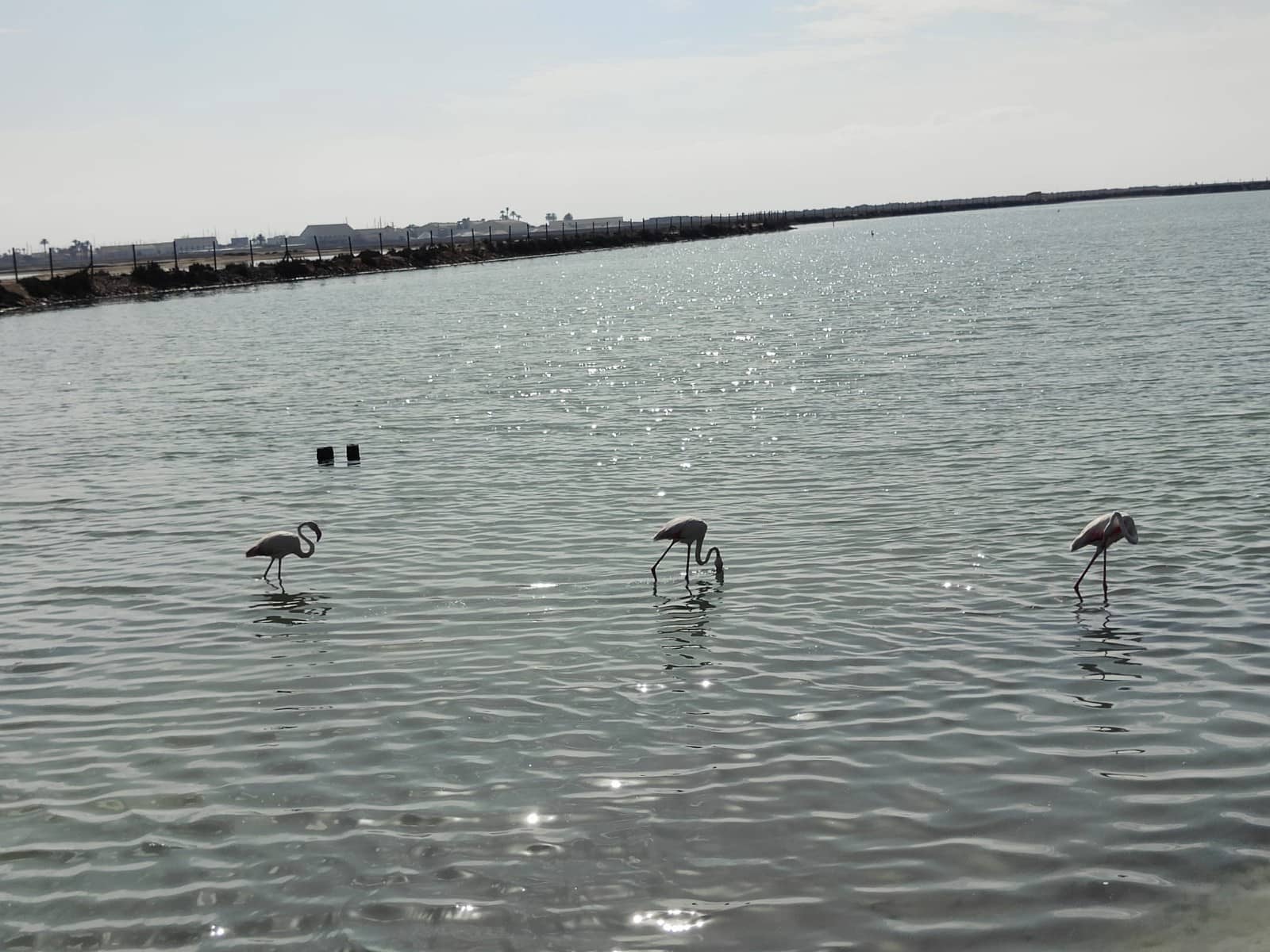 2 chambre Appartement à vendre à San Pedro del Pinatar avec piscine garage - 259 950 € (Ref: 6743349)