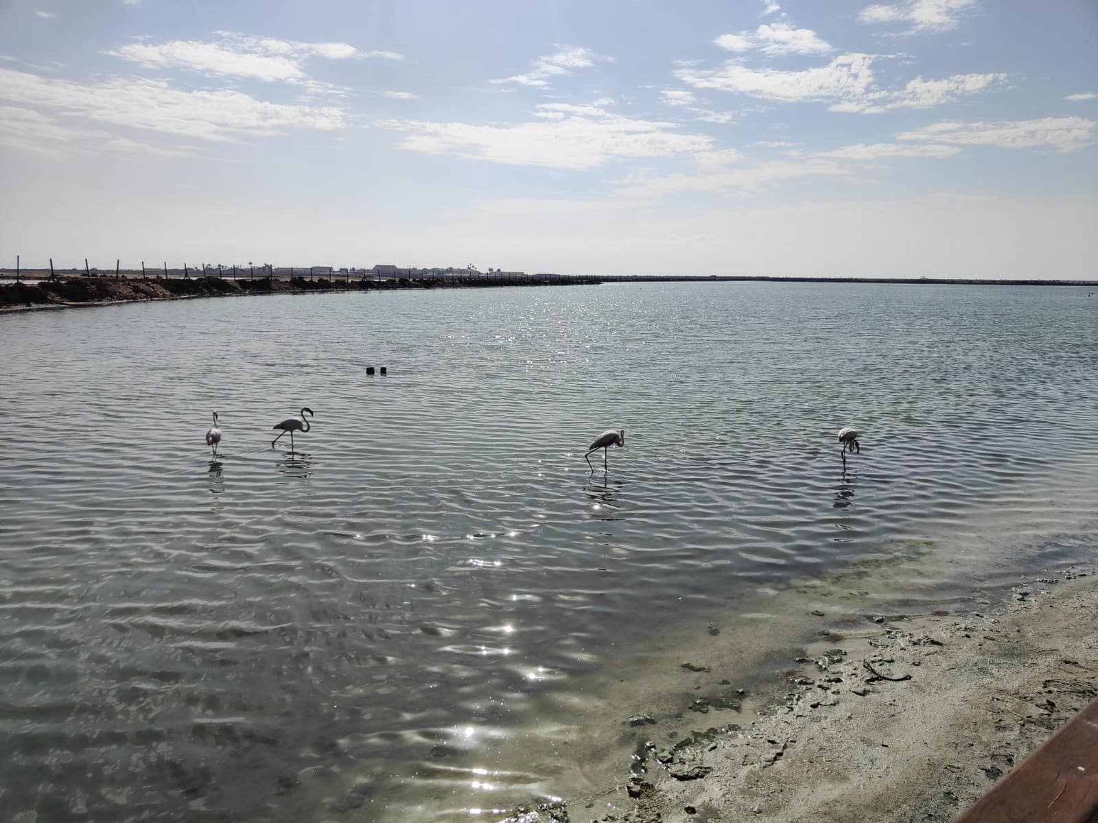 1 chambre Appartement à vendre à Lo Pagan avec piscine garage - 240 000 € (Ref: 8448939)