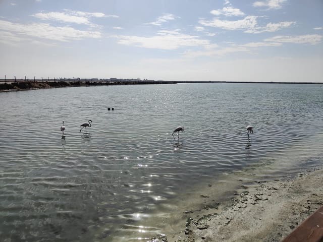 3 slaapkamer Appartement te koop in San Pedro del Pinatar ciudad, San Pedro del Pinatar met zwembad garage - € 269.900 (Ref: 8952102)