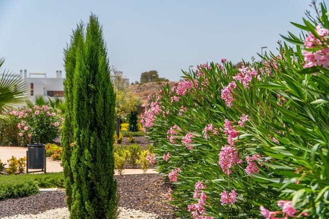 2 bedroom Apartment for sale in San Miguel de Salinas with pool garage - € 299,900 (Ref: 9296133)