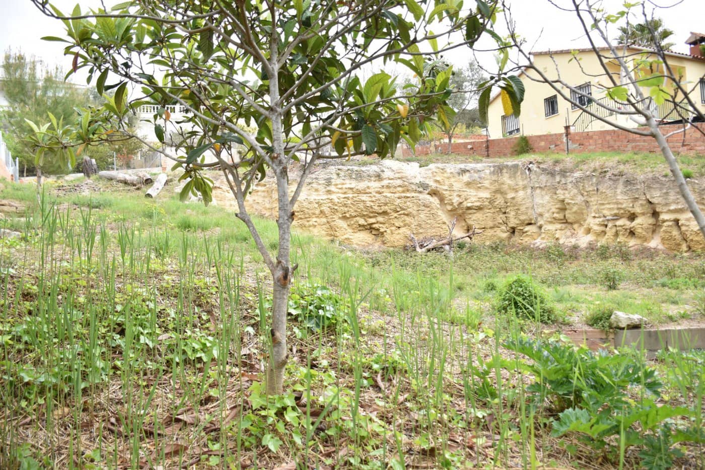 Tontti myytävänä paikassa Bellvei - 50 000 € (Ref: 8238901)