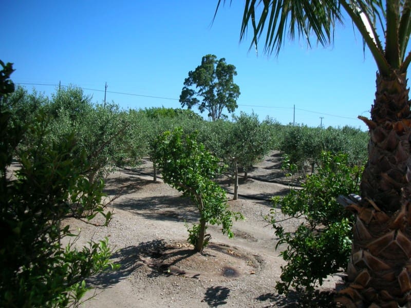 3 soveværelse Finca/Landehus til salg i Sant Carles de la Rapita med swimmingpool - € 420.000 (Ref: 6186941)