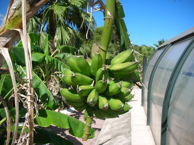 3 soveværelse Finca/Landehus til salg i Sant Carles de la Rapita med swimmingpool - € 420.000 (Ref: 6186941)