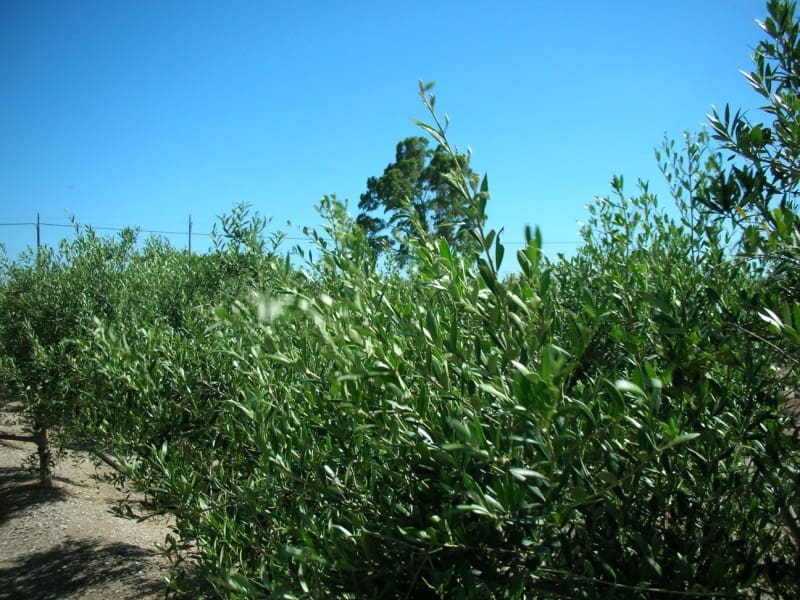 3 soveværelse Finca/Landehus til salg i Sant Carles de la Rapita med swimmingpool - € 420.000 (Ref: 6186941)