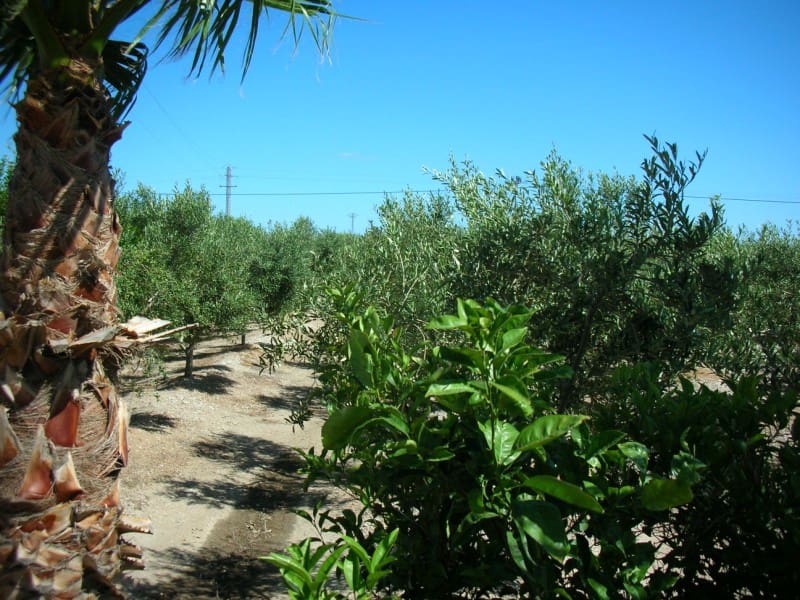 3 soveværelse Finca/Landehus til salg i Sant Carles de la Rapita med swimmingpool - € 420.000 (Ref: 6186941)