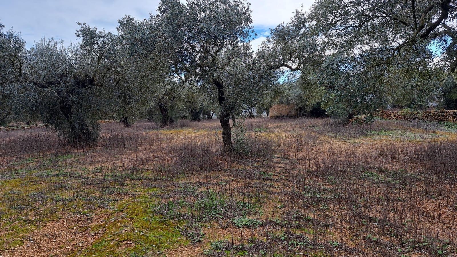 Rakentamaton maa myytävänä paikassa Freginals - 40 000 € (Ref: 9878995)
