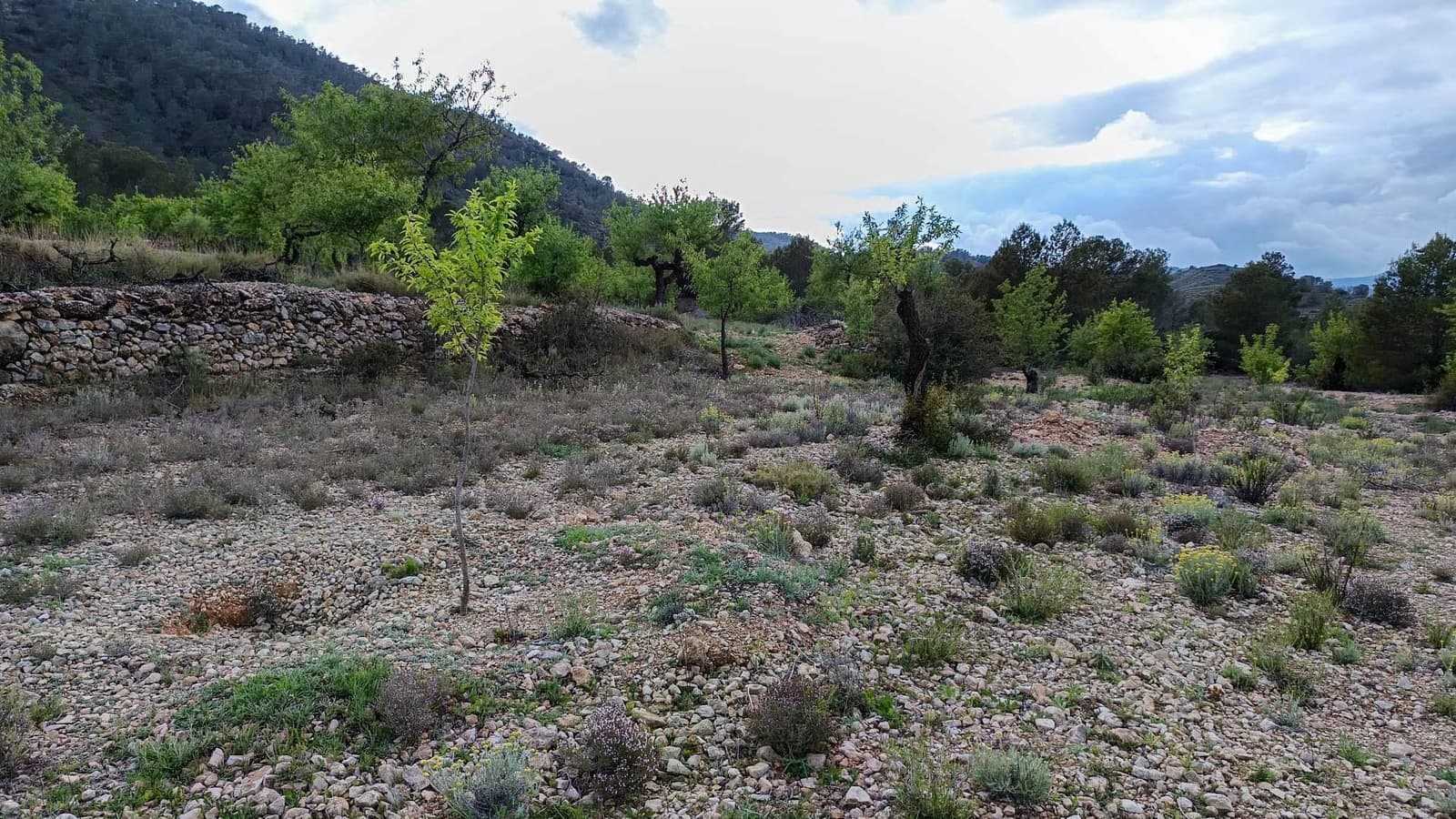 1 bedroom Finca/Country House for sale in Hondon de las Nieves - € 100,000 (Ref: 9901388)