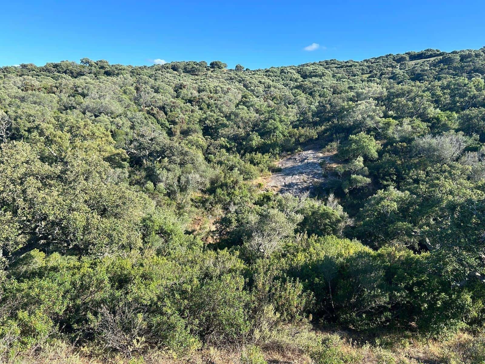 5 soverom Finca/Herregård til salgs i Alcala de los Gazules - € 590 000 (Ref: 8352226)