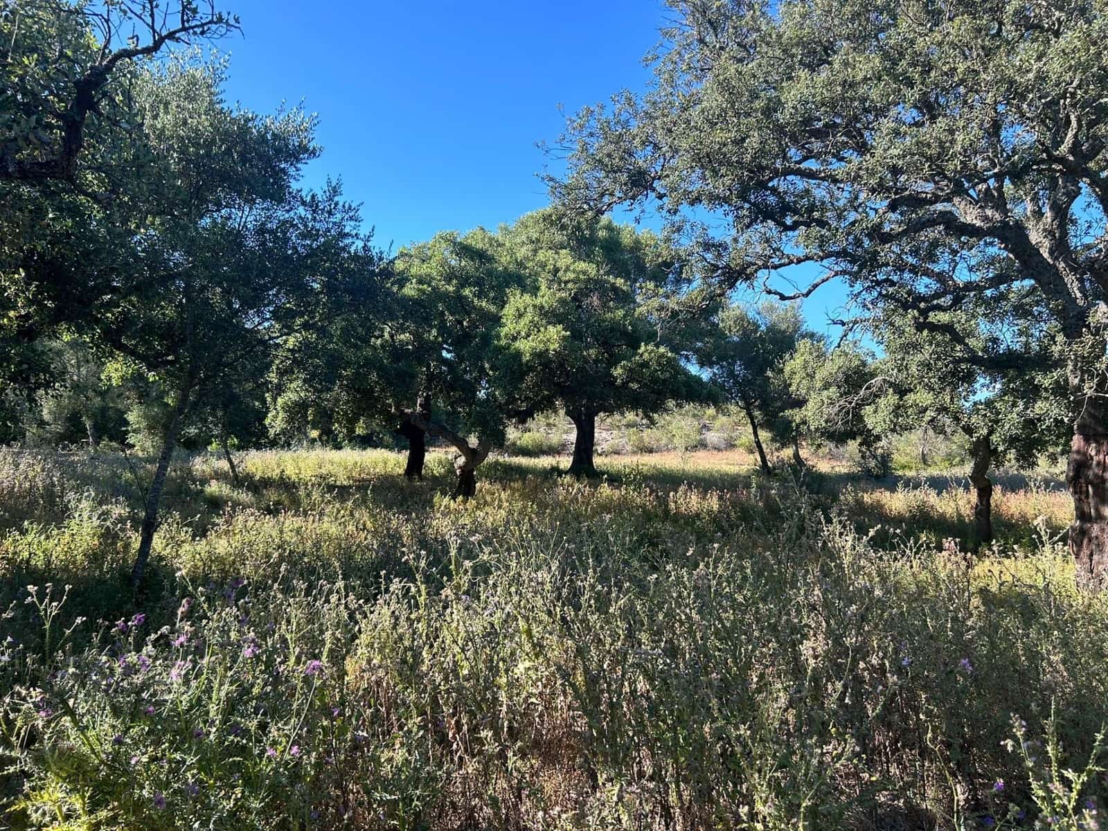 5 soverom Finca/Herregård til salgs i Alcala de los Gazules - € 590 000 (Ref: 8352226)