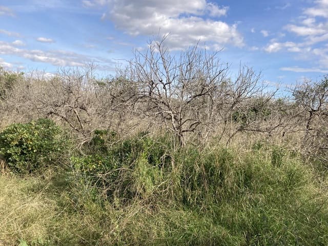 Ubebygd land til salgs i Riba-roja de Túria - € 25 000 (Ref: 9427604)