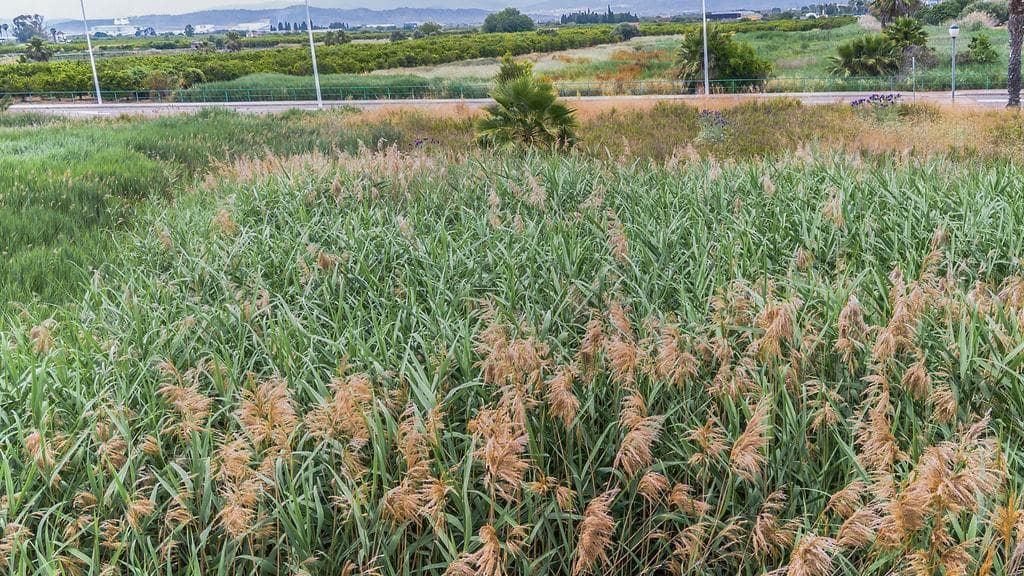 Rakentamaton maa myytävänä paikassa Moncofa - 243 000 € (Ref: 9427772)