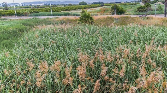 Rakentamaton maa myytävänä paikassa Moncofa - 243 000 € (Ref: 9427772)