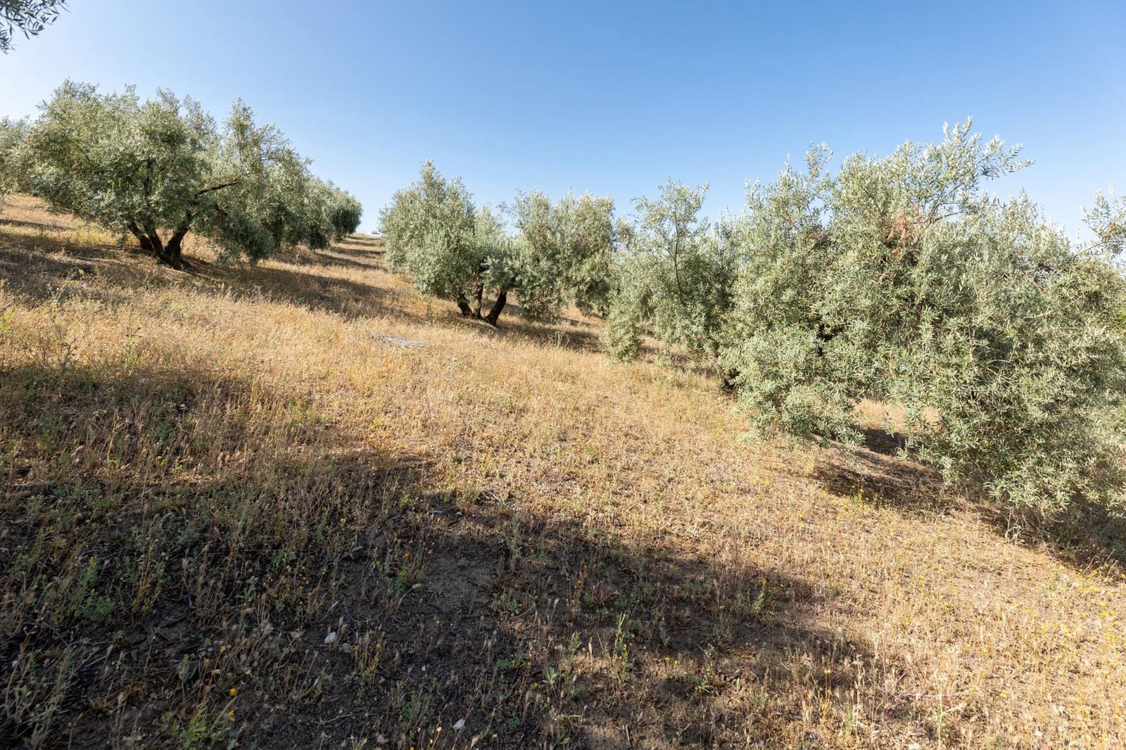 Działka budowlana na sprzedaż w Alfacar - 50 000 € (Ref: 7591883)