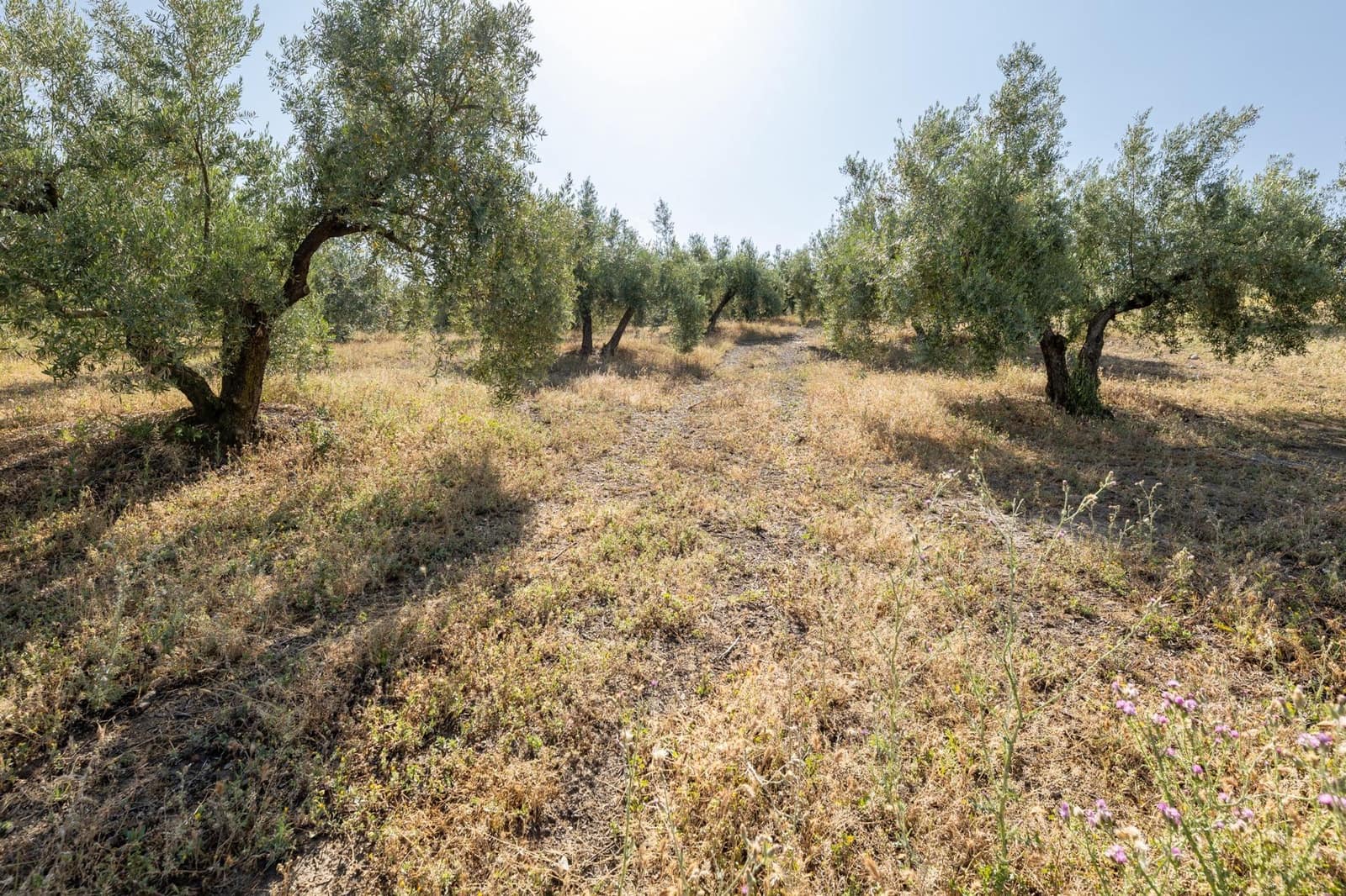 Działka budowlana na sprzedaż w Alfacar - 50 000 € (Ref: 7591883)