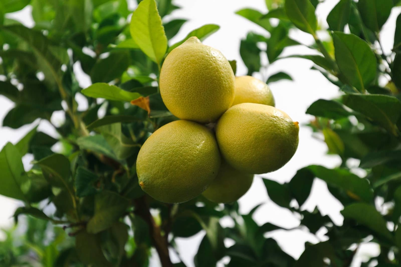 3 soveværelse Villa til salg i Cullar Vega med swimmingpool garage - € 610.000 (Ref: 9228467)