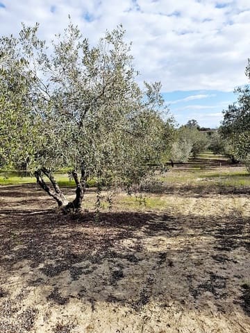 Grond te koop in Jerez de la Frontera - € 105.000 (Ref: 6624586)