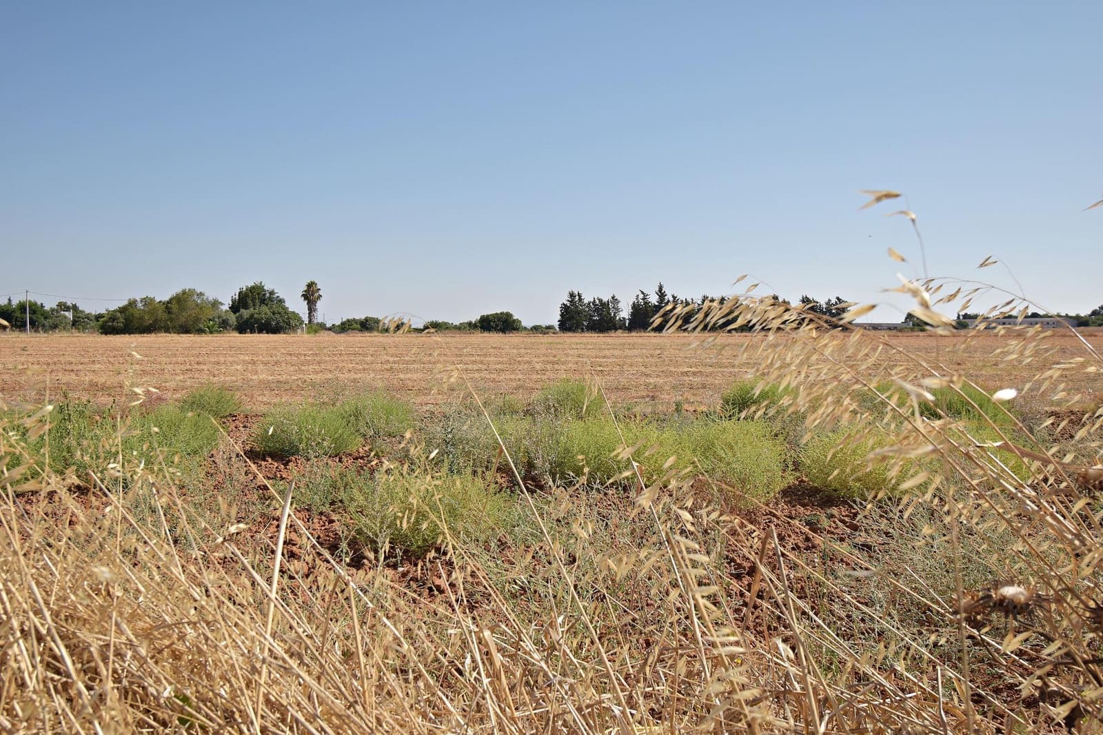 Tomt till salu i Jerez de la Frontera - 59 900 € (Ref: 9160969)