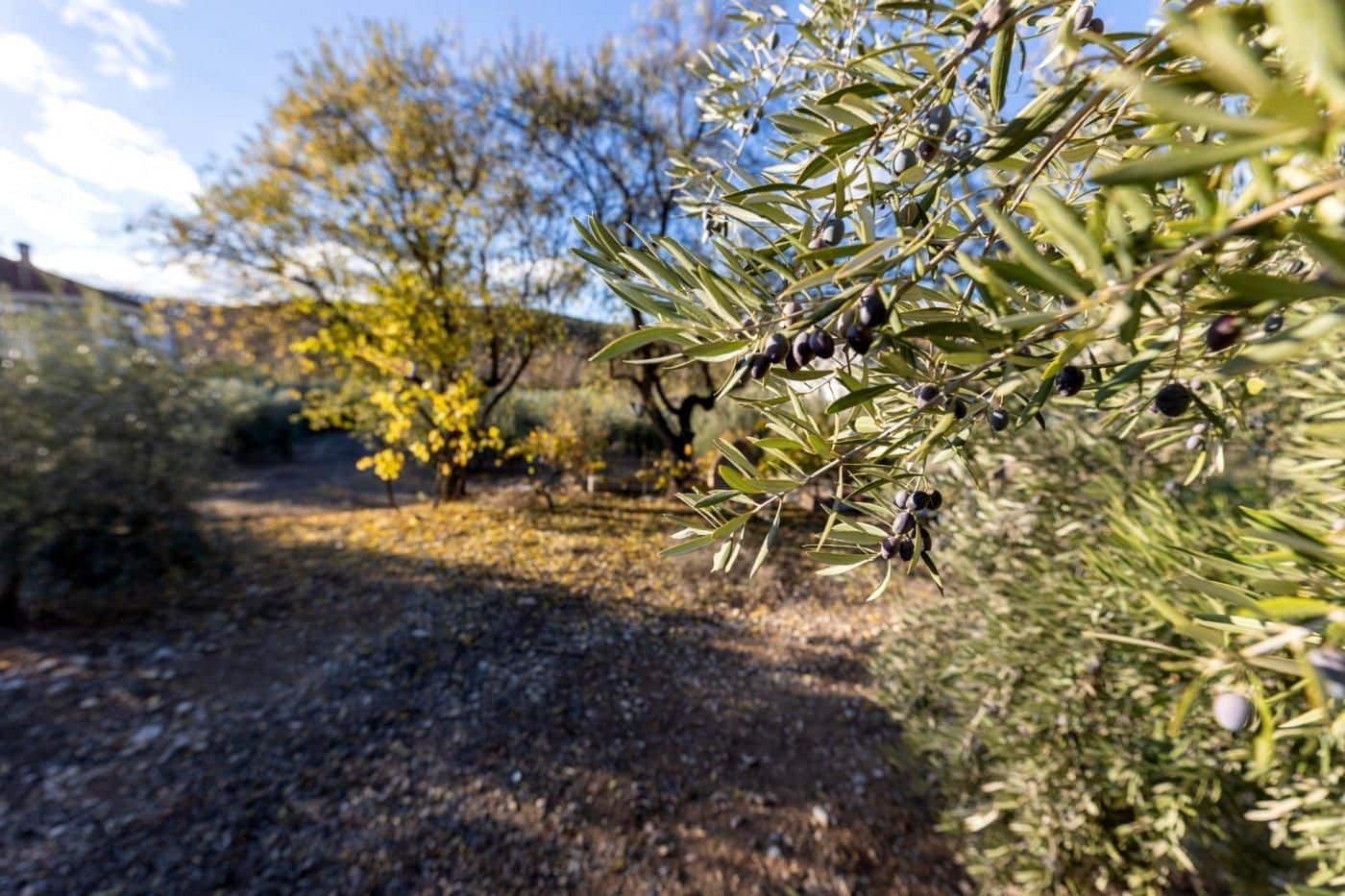 Bauplatz zu verkaufen in Iznalloz - 65.000 € (Ref: 9534179)