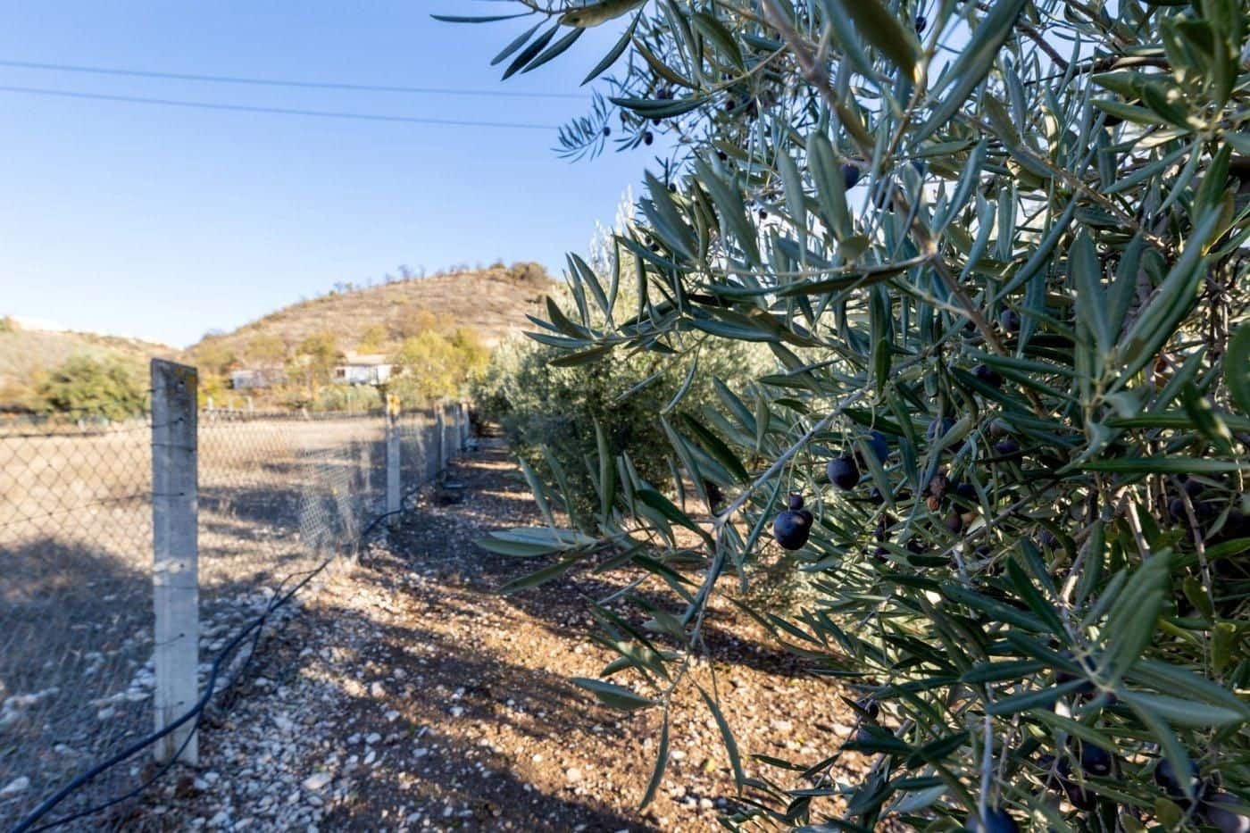 Bauplatz zu verkaufen in Iznalloz - 65.000 € (Ref: 9534179)