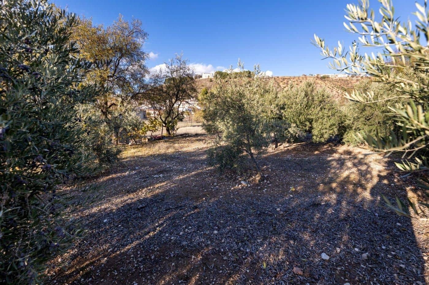 Bauplatz zu verkaufen in Iznalloz - 65.000 € (Ref: 9534179)