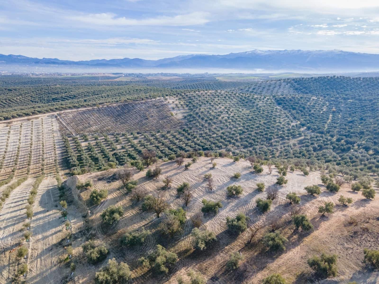 Działka budowlana na sprzedaż w Vegas del Genil - 95 000 € (Ref: 9534180)