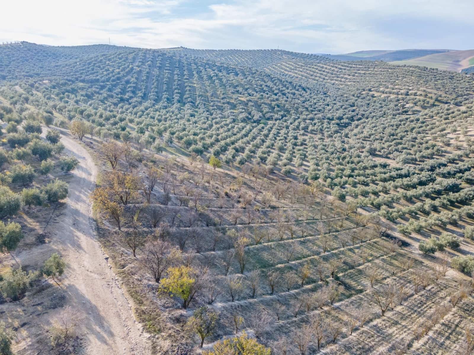 Działka budowlana na sprzedaż w Vegas del Genil - 95 000 € (Ref: 9534180)