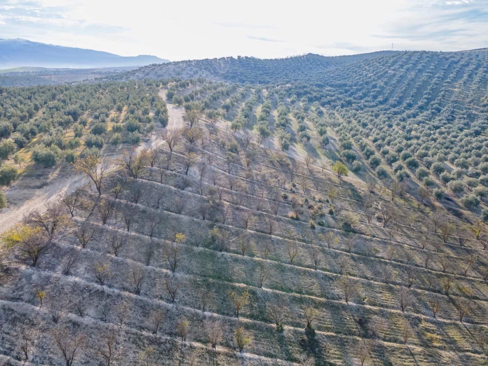 Działka budowlana na sprzedaż w Vegas del Genil - 95 000 € (Ref: 9534180)