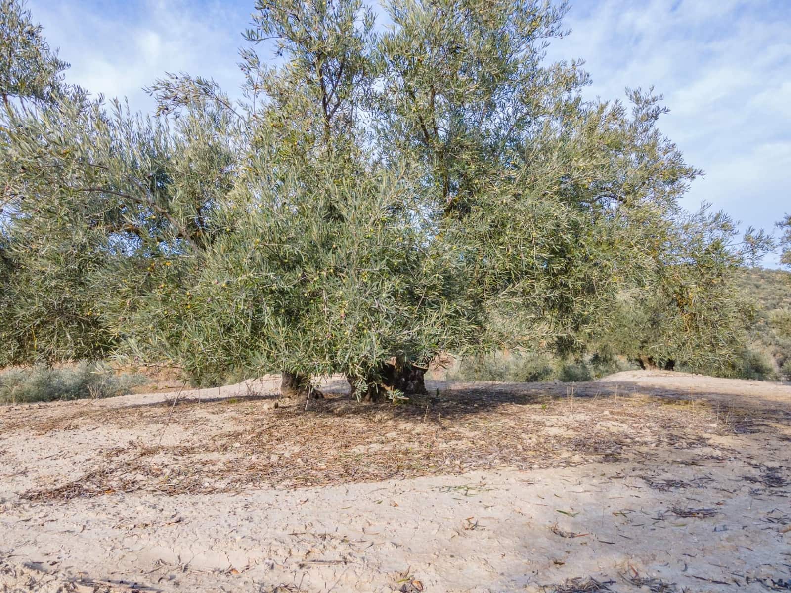 Działka budowlana na sprzedaż w Vegas del Genil - 95 000 € (Ref: 9534180)