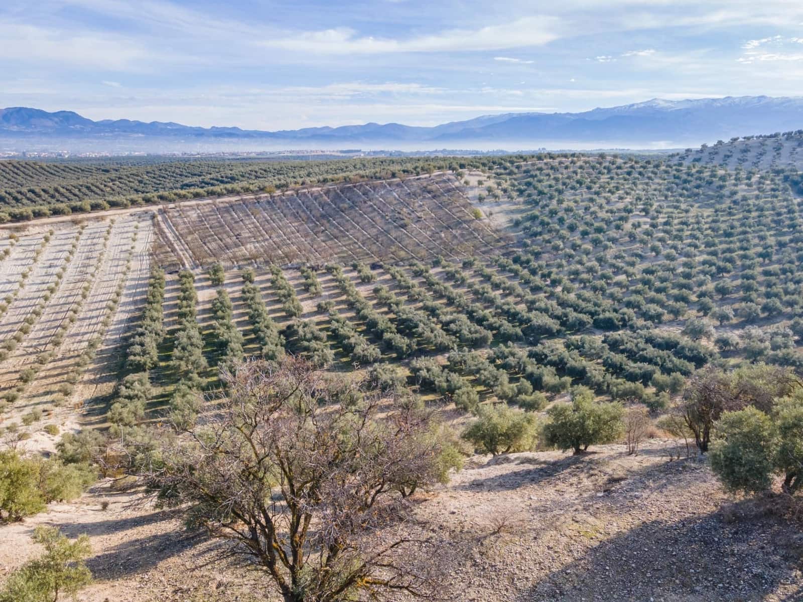 Działka budowlana na sprzedaż w Vegas del Genil - 95 000 € (Ref: 9534180)