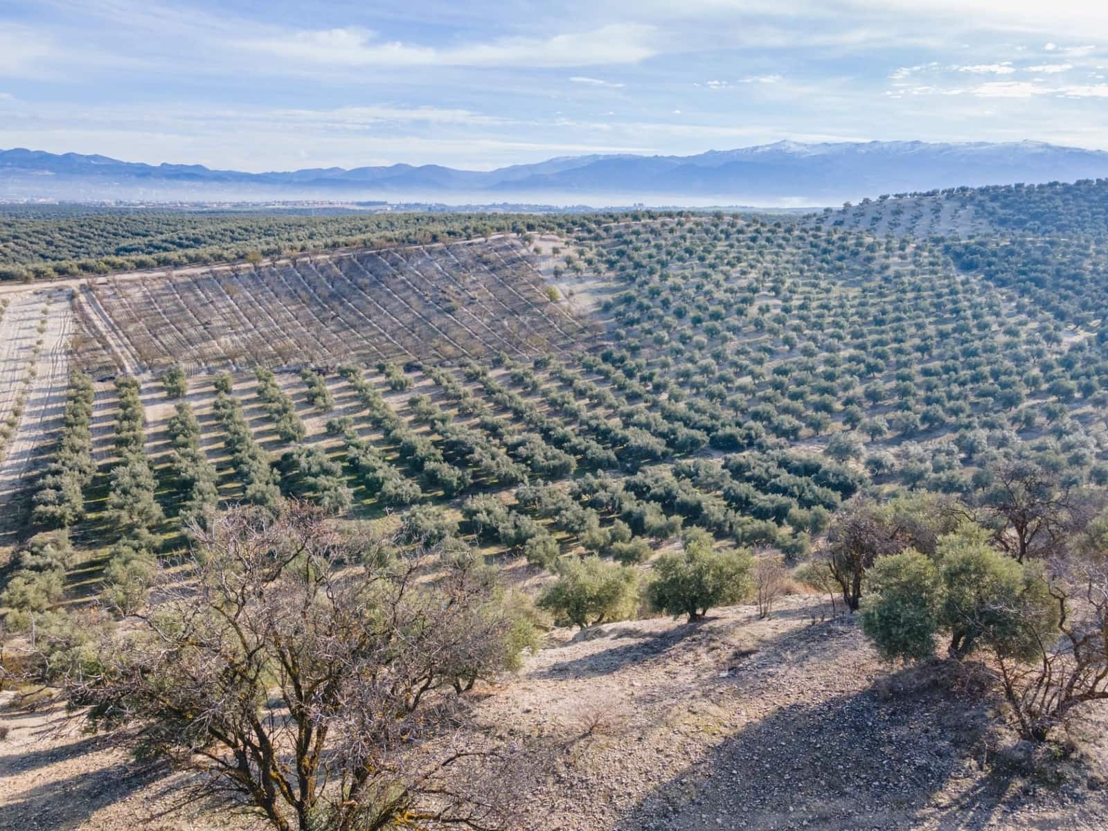 Działka budowlana na sprzedaż w Vegas del Genil - 95 000 € (Ref: 9534180)