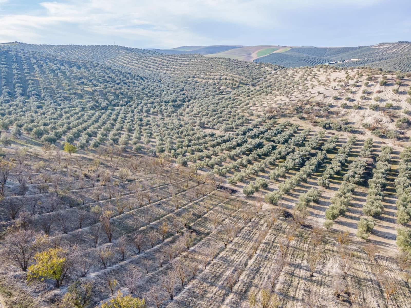 Działka budowlana na sprzedaż w Vegas del Genil - 95 000 € (Ref: 9534180)