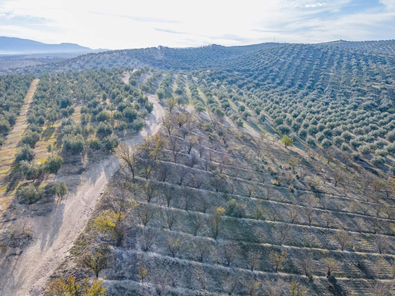 Działka budowlana na sprzedaż w Vegas del Genil - 95 000 € (Ref: 9534180)