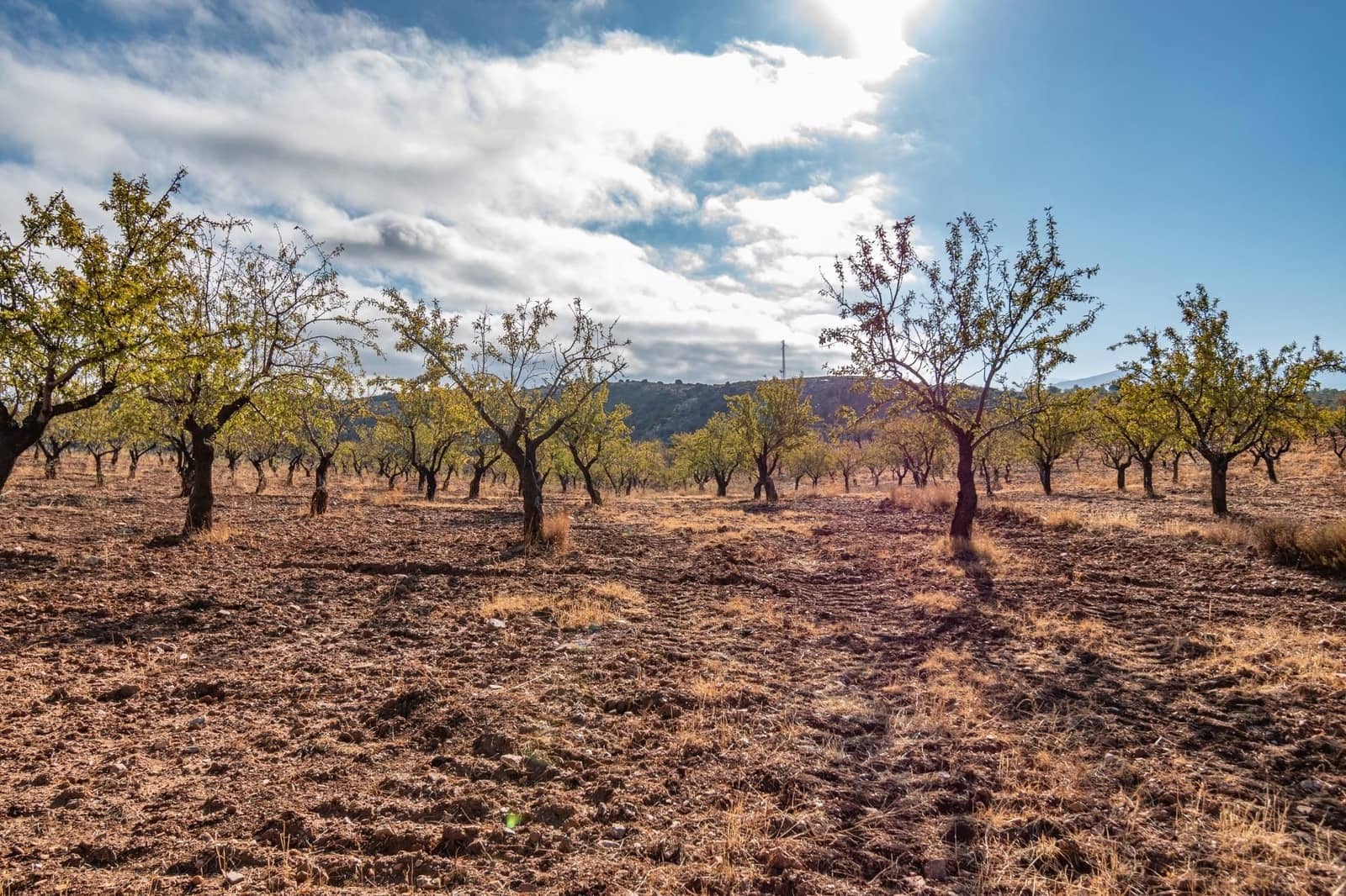 Finca/Casa Rural de 6 habitaciones en La Peza en venta con piscina garaje - 270.000 € (Ref: 9534218)