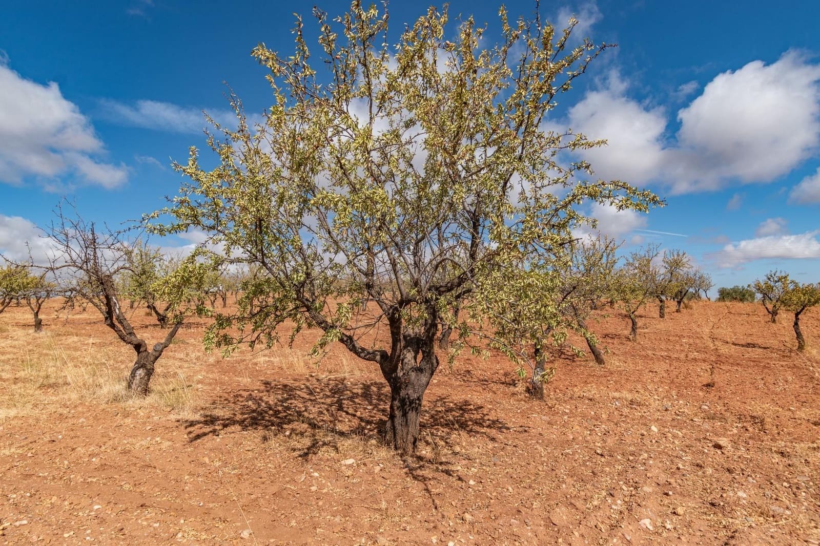 Finca/Casa Rural de 6 habitaciones en La Peza en venta con piscina garaje - 270.000 € (Ref: 9534218)