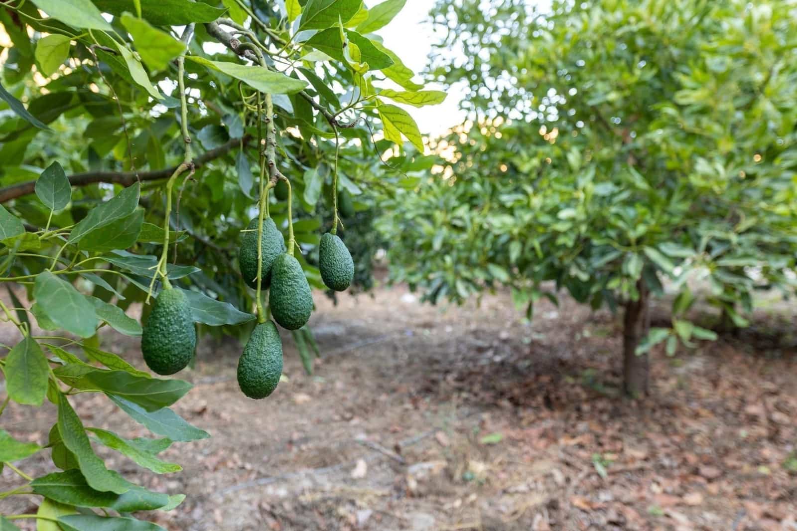 Finca/Herregård til salgs i Velez de Benaudalla - € 260 000 (Ref: 9534231)