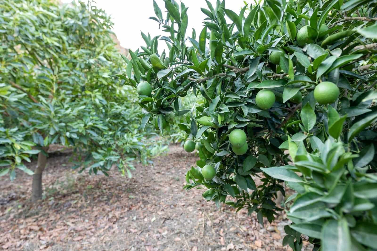 Finca/Herregård til salgs i Velez de Benaudalla - € 260 000 (Ref: 9534231)