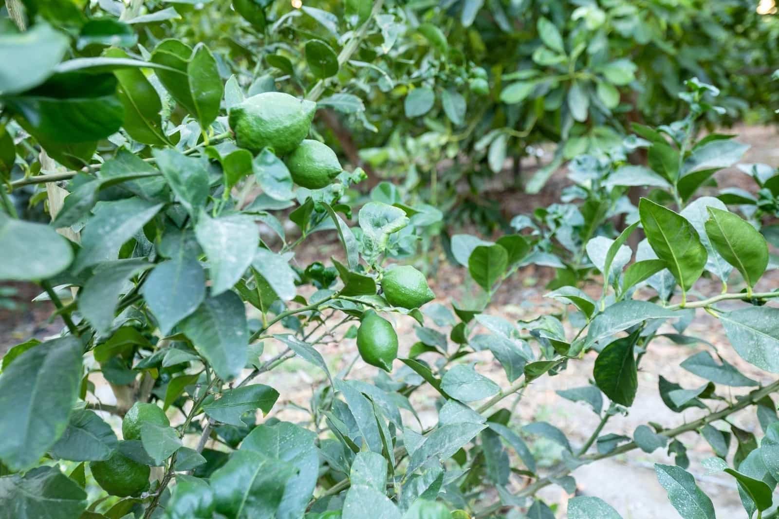 Finca/Herregård til salgs i Velez de Benaudalla - € 260 000 (Ref: 9534231)