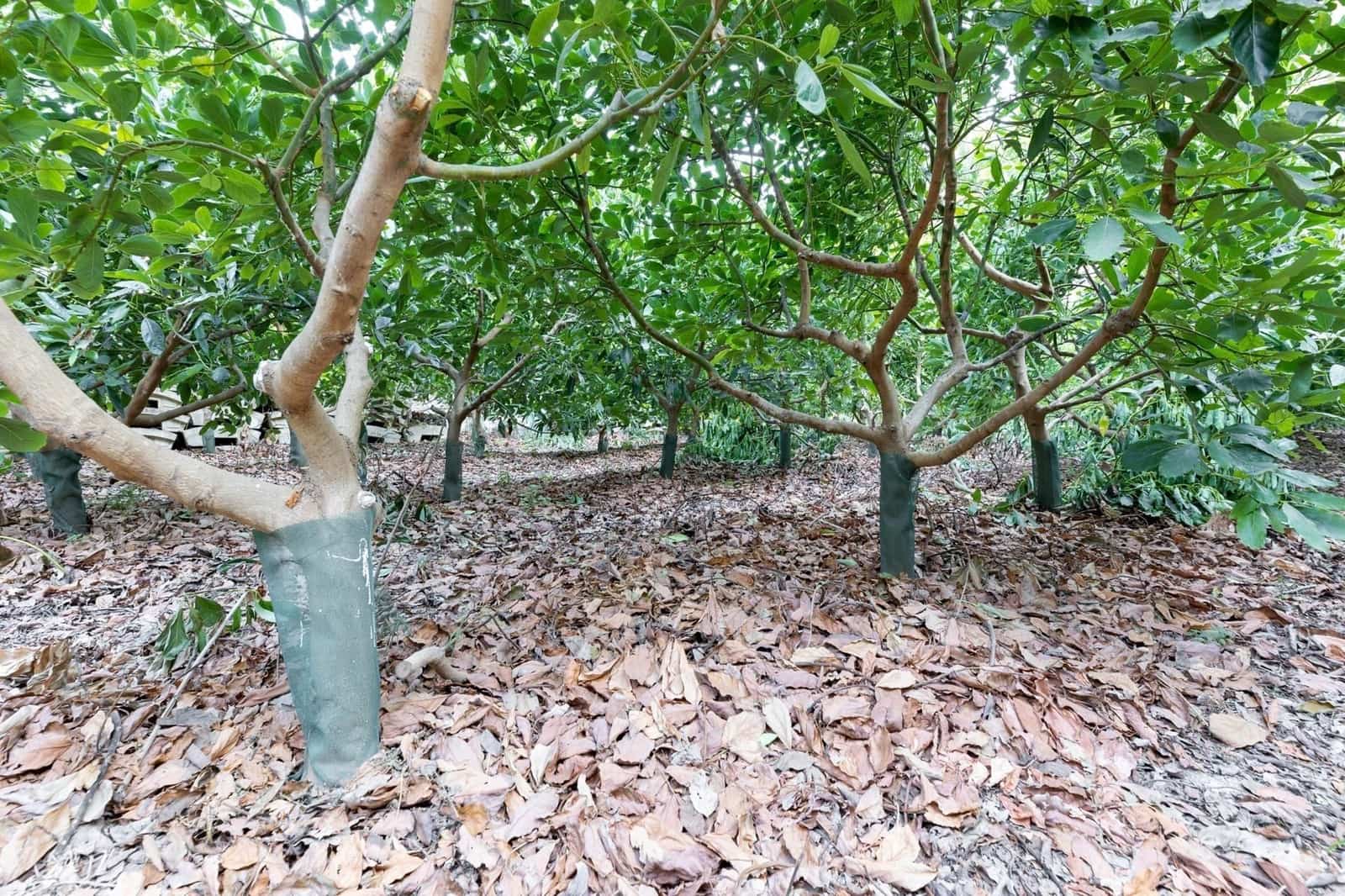 Finca/Herregård til salgs i Velez de Benaudalla - € 260 000 (Ref: 9534231)