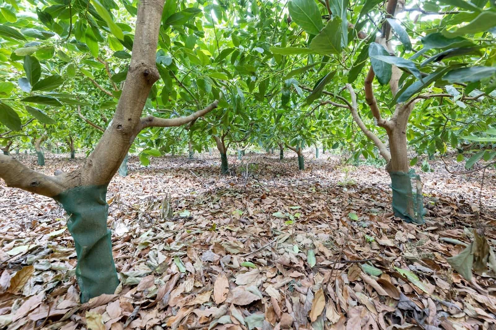 Finca/Herregård til salgs i Velez de Benaudalla - € 260 000 (Ref: 9534231)