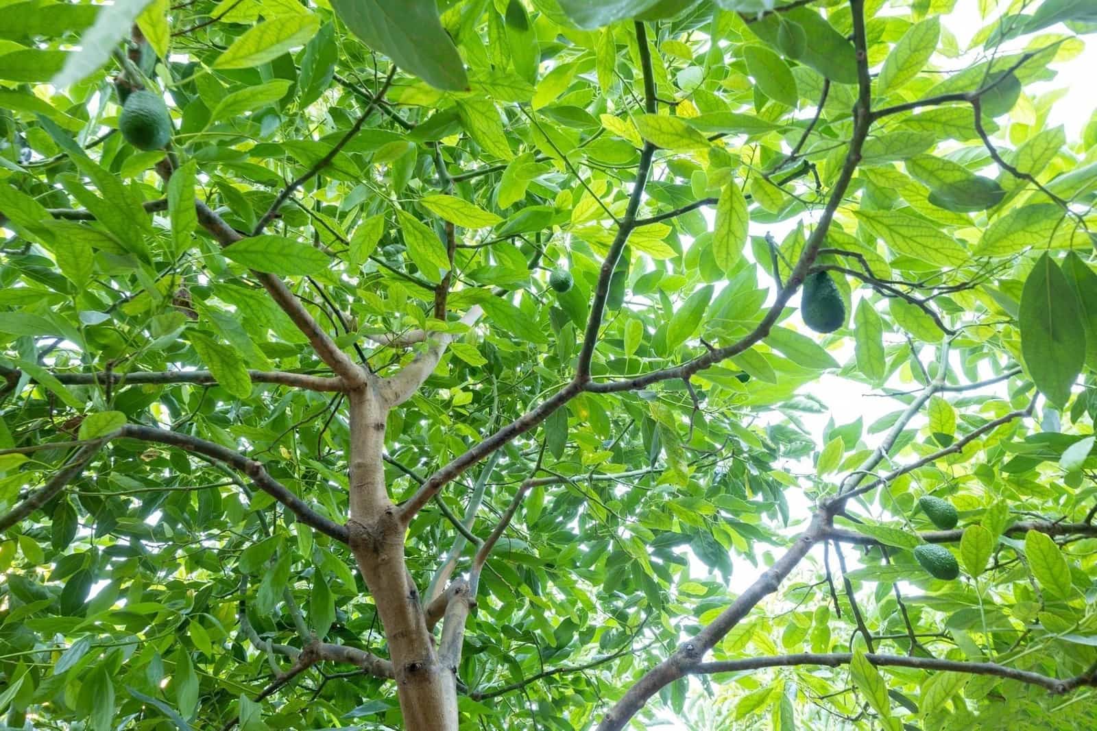 Finca/Herregård til salgs i Velez de Benaudalla - € 260 000 (Ref: 9534231)