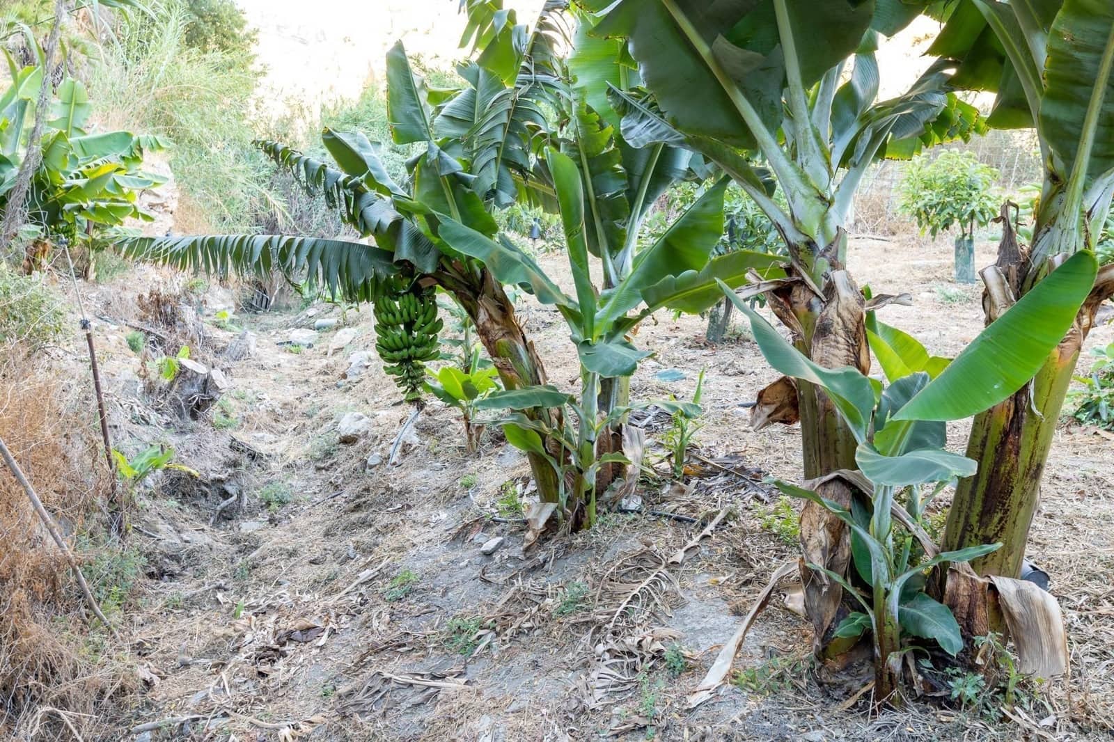 Finca/Herregård til salgs i Velez de Benaudalla - € 260 000 (Ref: 9534231)