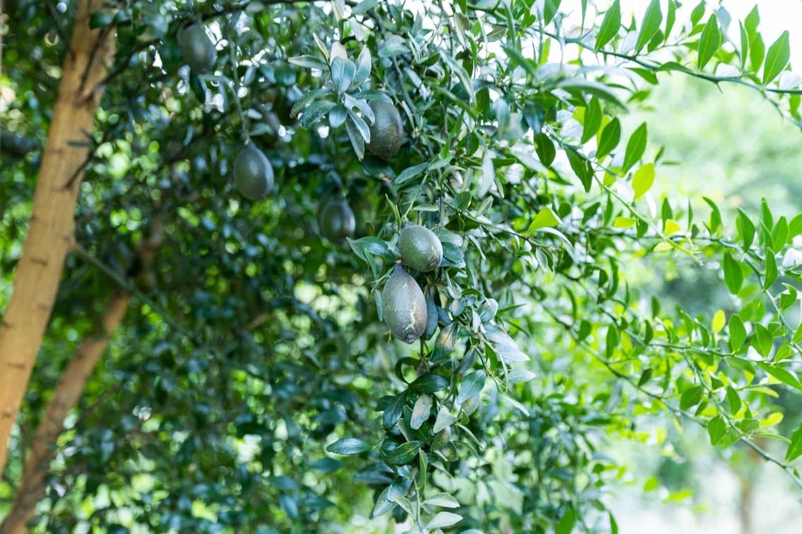 Finca/Herregård til salgs i Velez de Benaudalla - € 250 000 (Ref: 9534243)